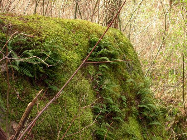 Moss and trees