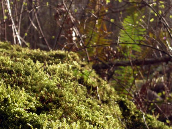 Moss and trees