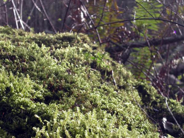 Moss and trees