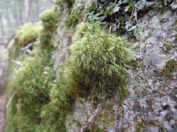 Moss grown tree