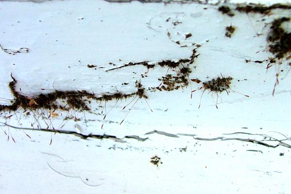 Moss on Paint Work