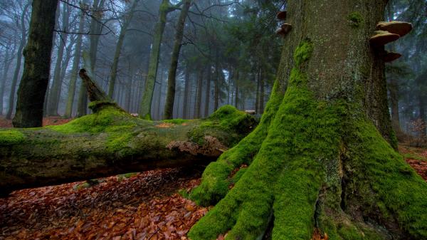 Tree Moss