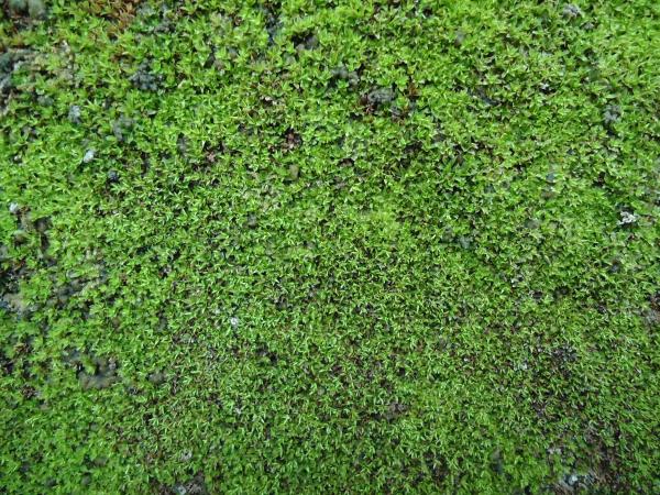 Moss texture