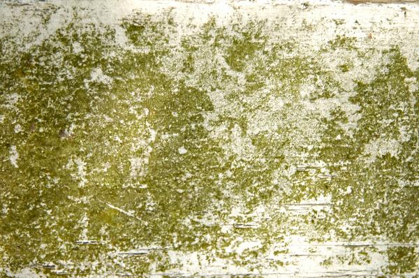 Moss texture