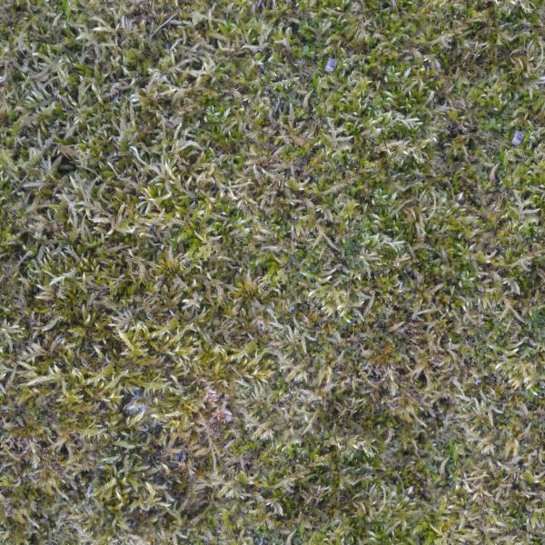 Moss texture