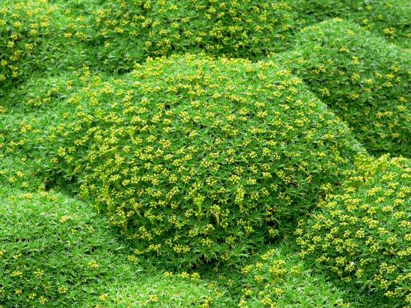 Mosslike plant