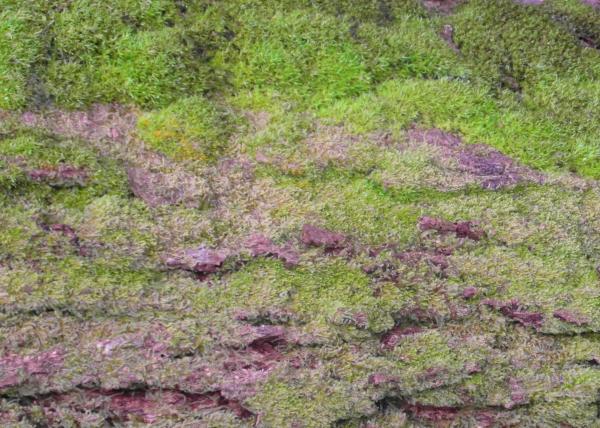 Mossy Bark Background