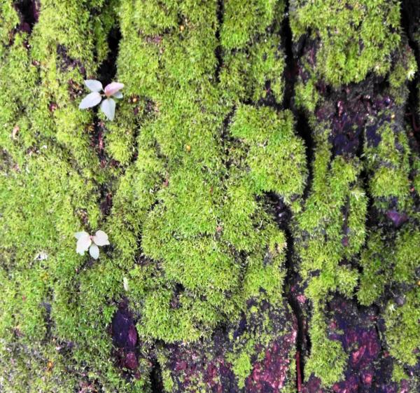 Mossy Bark Background