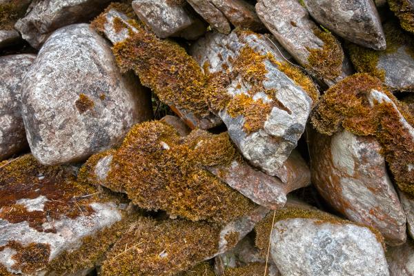 Mossy Rocks Texture