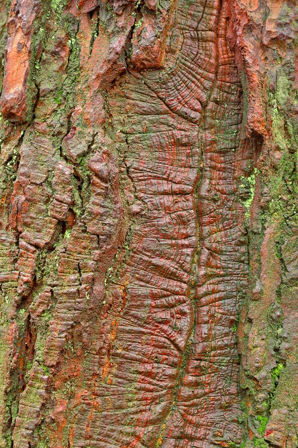 Mossy Wood Rifts - HDR Texture