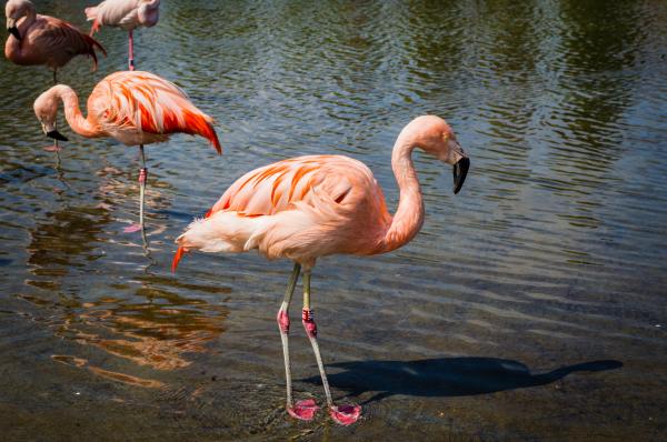 Most fabulous bird