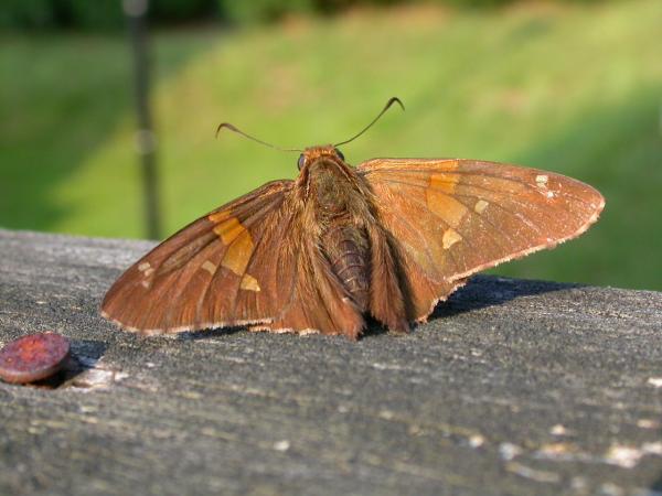 Moth