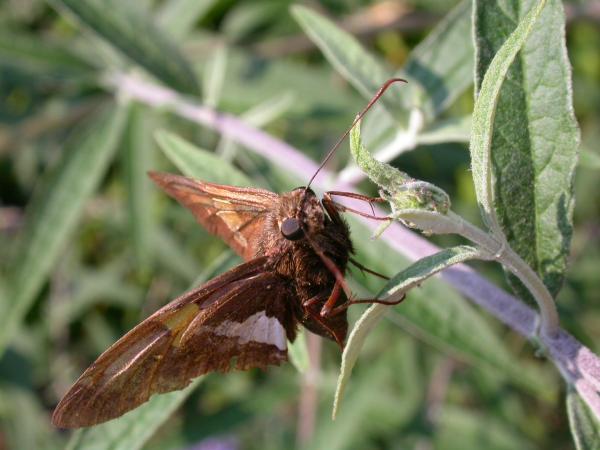 Moth