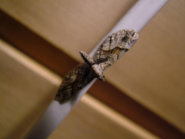 Moth