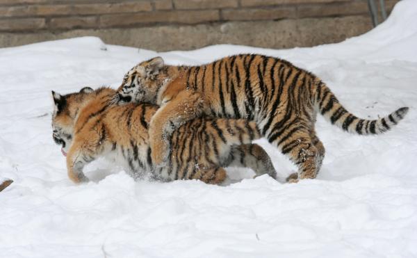 Mother's Love