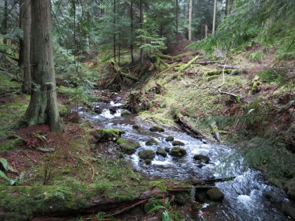 Mountain creek cascade