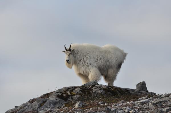 Mountain Goat