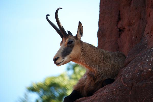 Mountain Goat