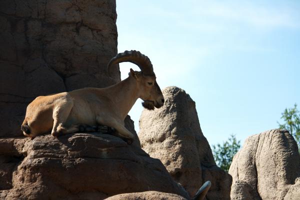 Mountain Goat