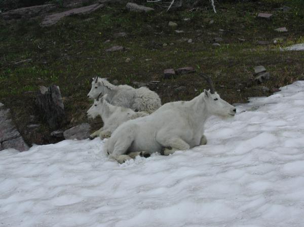 Mountain Goats