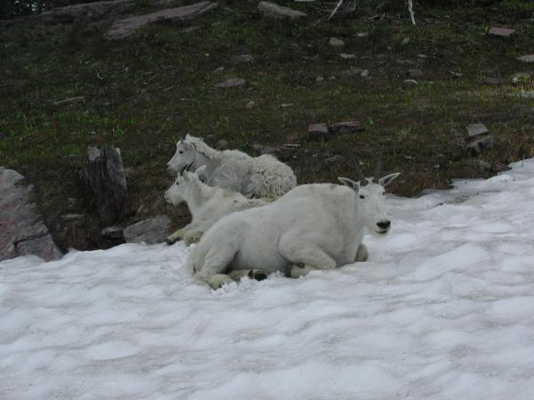 Mountain Goats