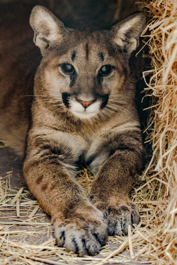 Mountain Lion