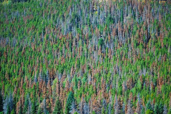 Mountain Pine Beetle Damage