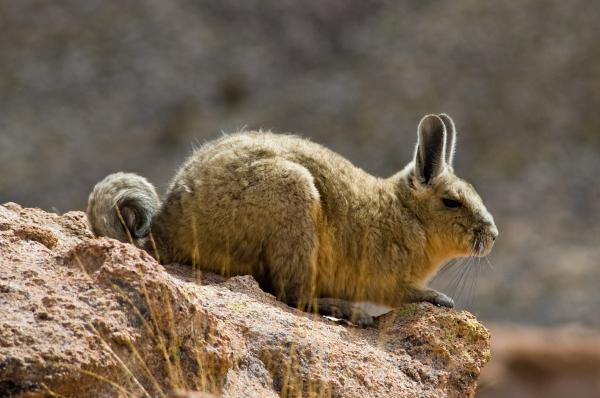 Mountain Viscacha