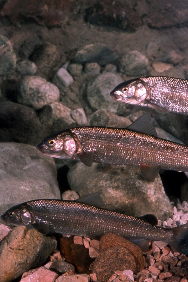 Mountain Whitefish