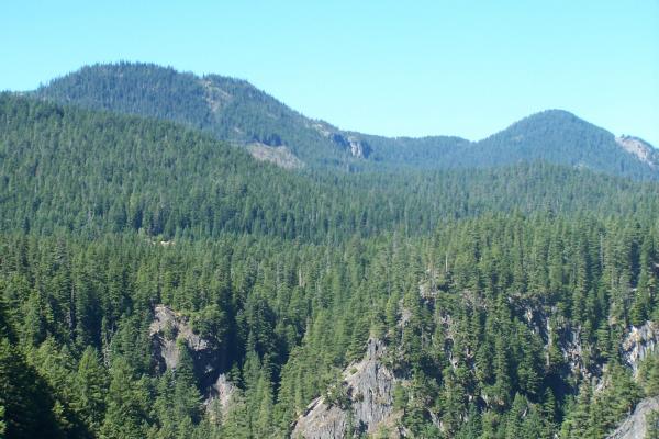 Mountain With Trees