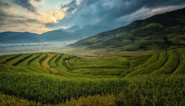Mountainous Rice Plantation