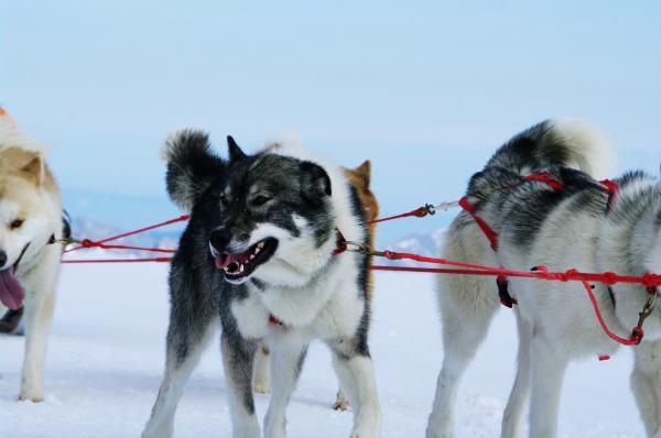 Moutain ride with huskies
