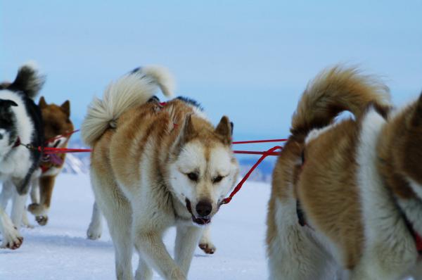 Moutain ride with huskies