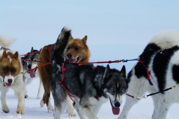 Moutain ride with huskies