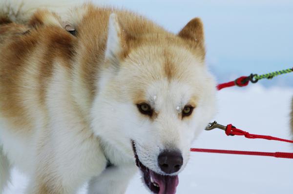 Moutain ride with huskies