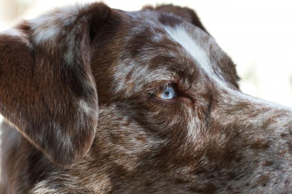Mr Blue (and Brown) Eye