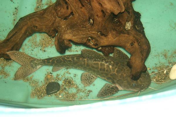 MRTC marble catfish x redtail catfish