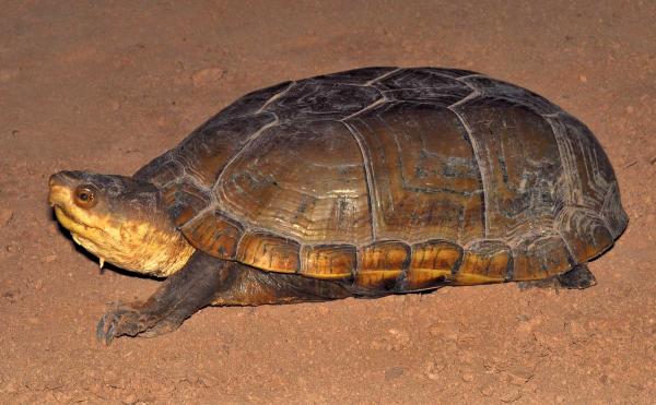 Mud Turtle