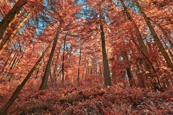 Muir Woods - Salmon Pink HDR