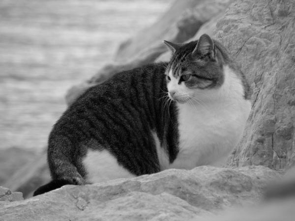 Mujesan cat