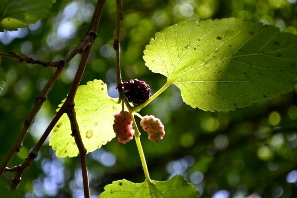 Mulberries in the tree