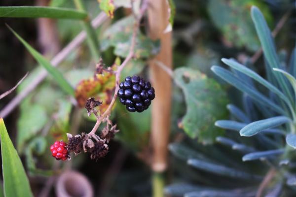 Mulberry