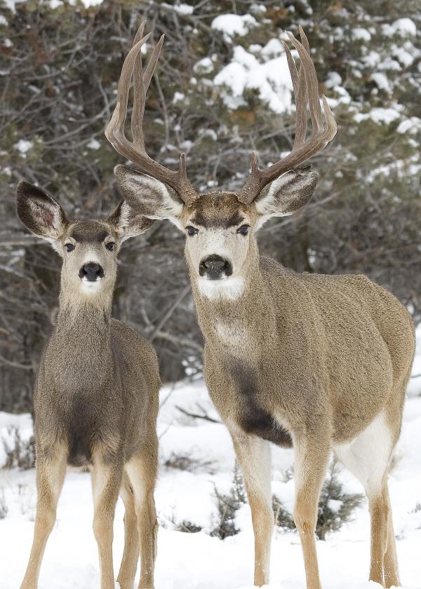 Mule Deer