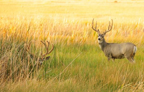 Mule Deer