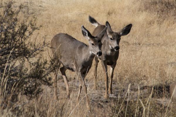 Mule Deer around Lake Billy Chinook, Oregon