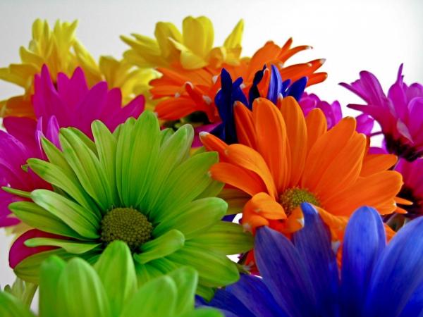 Multi Color Flowers
