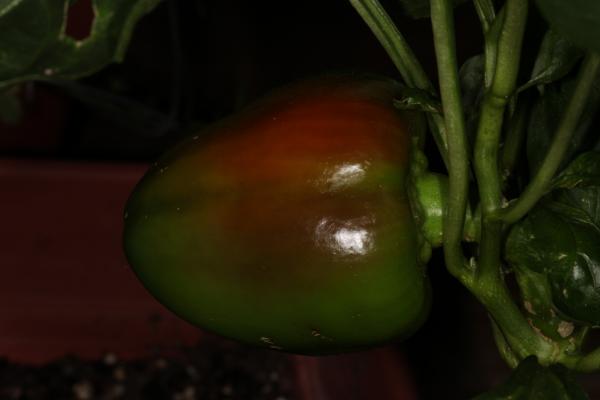 Multi color pimento pepper