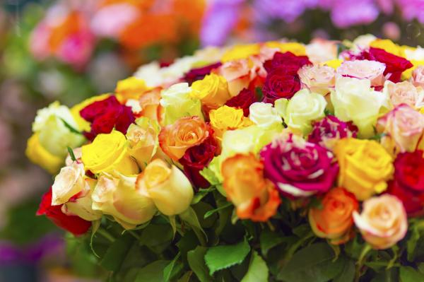 Multicolor Roses