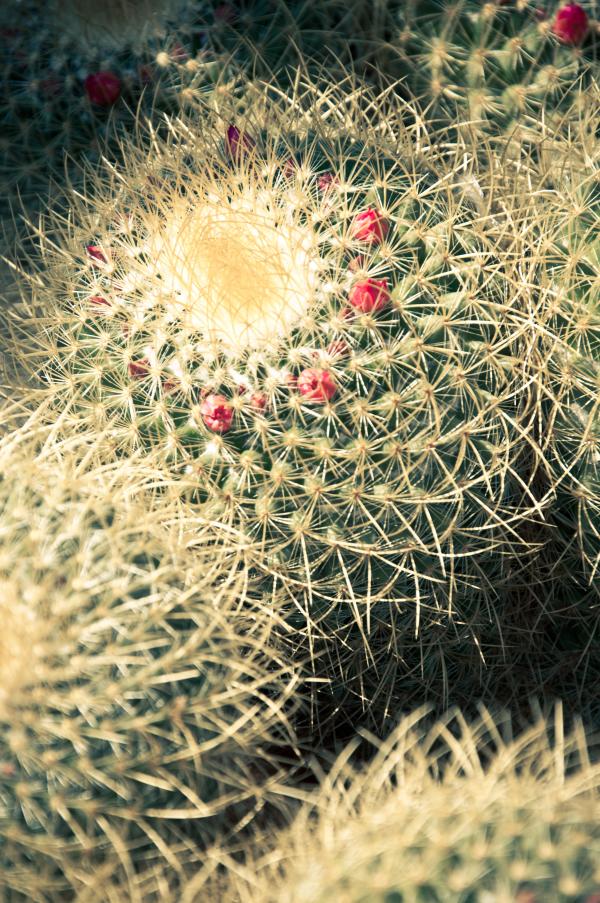 Multicolored cactus with spikes