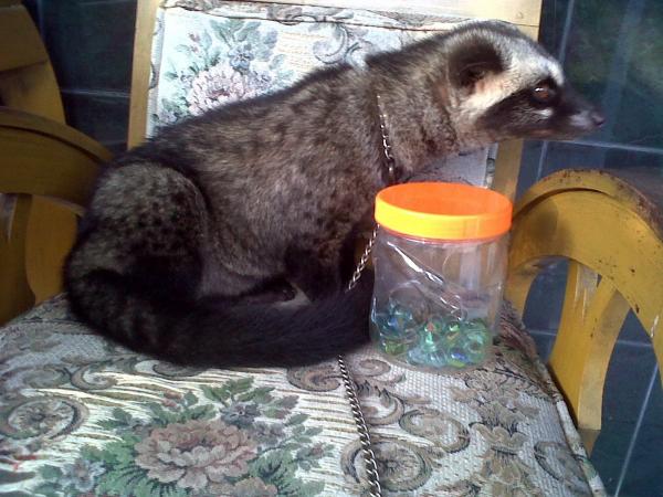Musang malas